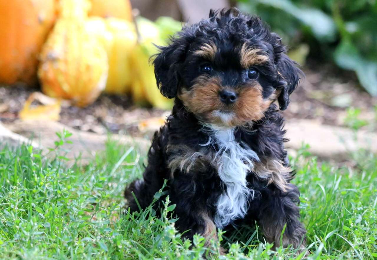 Cavapoo Dogs and Puppies
