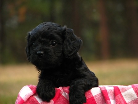 Cavapoo Dogs and Puppies