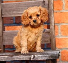 Heart To Heart Cavapoo’s - Dog Breeders