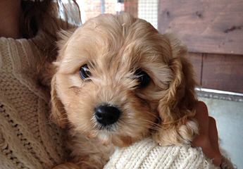 Florida Cavapoos - Dog Breeders