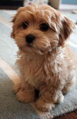 Springerdoodle,Whoodle And Cavapoo Pups - Dog and Puppy Pictures