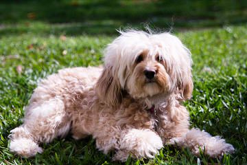 Heart To Heart Cavapoo’s - Dog Breeders