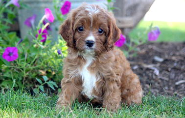 Exquisite English And American Golden Retrievers And Cavapoo Babies - Dog and Puppy Pictures