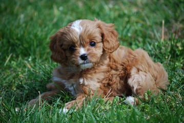 Exquisite English And American Golden Retrievers And Cavapoo Babies - Dog Breeders