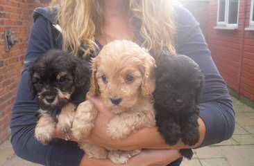 Exquisite English And American Golden Retrievers And Cavapoo Babies - Dog Breeders