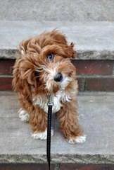 Springerdoodle,Whoodle And Cavapoo Pups - Dog and Puppy Pictures