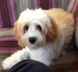 Cavapoo Bundles Of Love - Dog Breeders