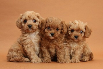 Springerdoodle,Whoodle And Cavapoo Pups - Dog Breeders