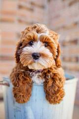 Cavapoo Bundles Of Love - Dog Breeders