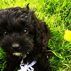 Coello Cavoodles - Dog and Puppy Pictures