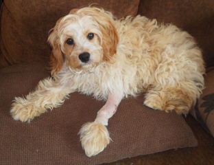 Heart To Heart Cavapoo’s - Dog Breeders