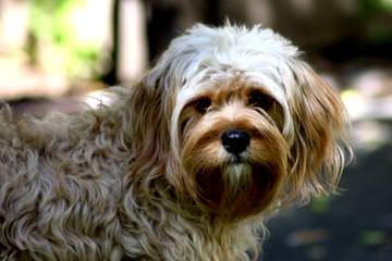 Sweet Cavapoo Love! - Dog and Puppy Pictures