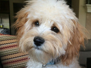 Springerdoodle,Whoodle And Cavapoo Pups - Dog Breeders