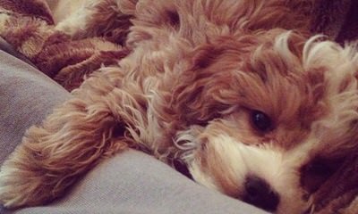 Cavapoo Bundles Of Love - Dog and Puppy Pictures