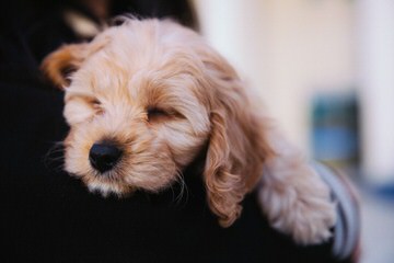 Seaside Cavapoo puppies - Dog Breeders