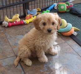 Seaside Cavapoo puppies - Dog Breeders