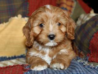 Cavapoo Puppies Place - Dog Breeders