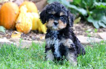 Riverside Puppies: Home Raised Maltipoos, Yorkipoos, Schnoodles & Cavapoos - Dog Breeders