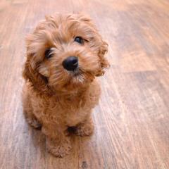 Sweet Cavapoo Love! - Dog Breeders