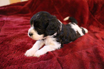 Cavapoo Puppies Place - Dog and Puppy Pictures