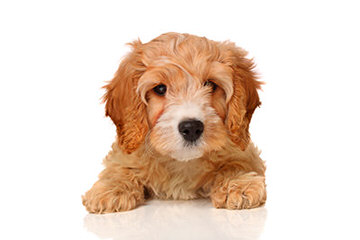 Exquisite English And American Golden Retrievers And Cavapoo Babies - Dog and Puppy Pictures