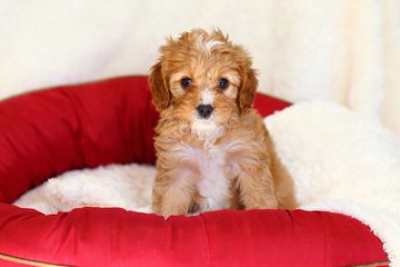 Sweet Cavapoo Love! - Dog Breeders