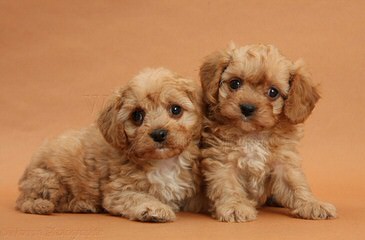 3 Pines Kennels Cavachons And Cockapoos - Dog Breeders