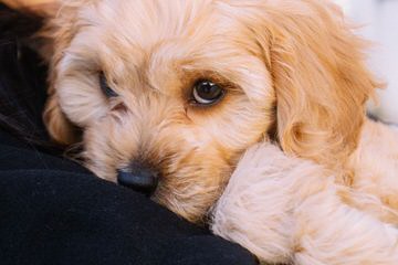 Cavapoo Bundles Of Love - Dog and Puppy Pictures