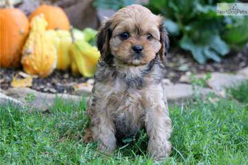 Springerdoodle,Whoodle And Cavapoo Pups - Dog and Puppy Pictures