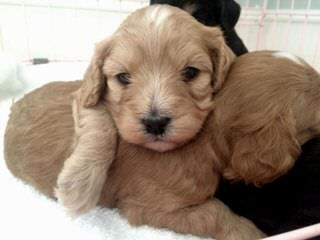 Cavapoo Puppies Place - Dog Breeders