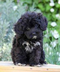 Riverside Puppies: Home Raised Maltipoos, Yorkipoos, Schnoodles & Cavapoos - Dog Breeders
