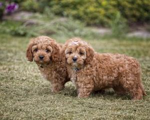 Cavapoo Bundles Of Love - Dog and Puppy Pictures