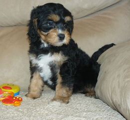 Cavapoo Puppies Place - Dog and Puppy Pictures