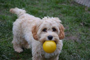 Heart To Heart Cavapoo’s - Dog and Puppy Pictures