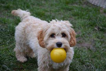 Bear Creek Toy Teddy bear Doodles - Dog Breeders