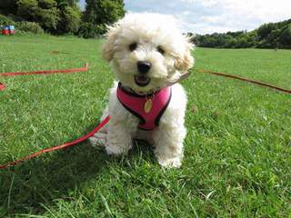 Sweet Cavapoo Love! - Dog and Puppy Pictures