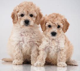 Cavapoo Puppies Place - Dog Breeders