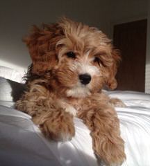 Exquisite English And American Golden Retrievers And Cavapoo Babies - Dog and Puppy Pictures