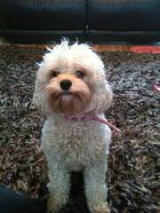 Sweet Cavapoo Love! - Dog Breeders