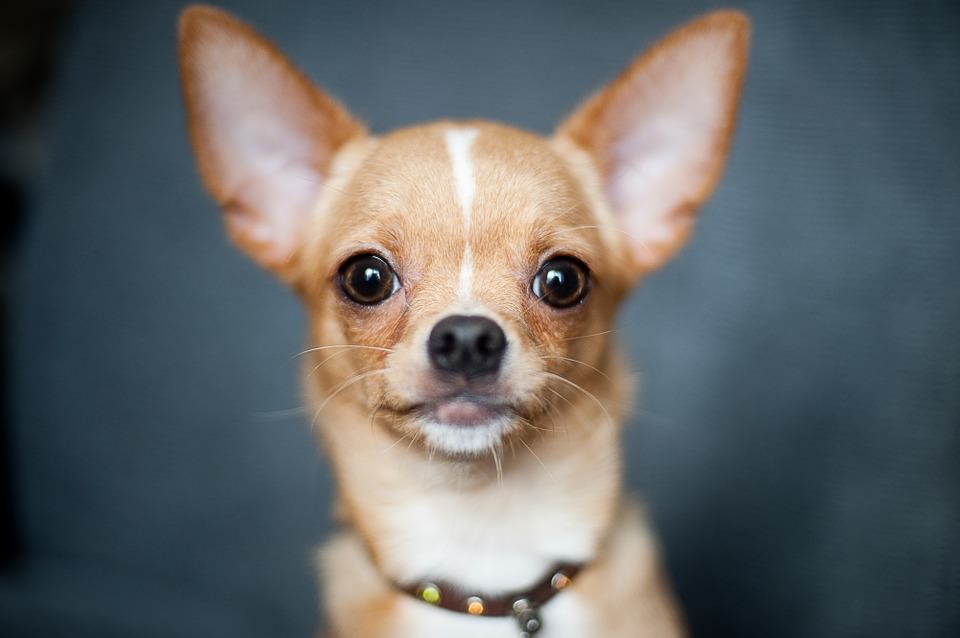 Chihuahua Dogs and Puppies