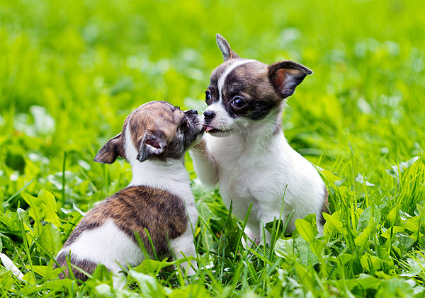 Chihuahua Dogs and Puppies