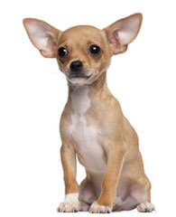 Munchkinland Chihuahuas - Dog and Puppy Pictures