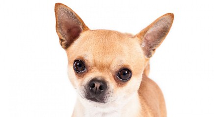 Chihuahua - Dog Breeders