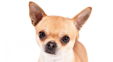 Chihuahua Puppies - Dog Breeders