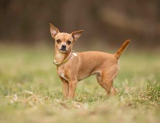 SC Chihuahuas - Dog Breeders