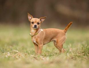 Munchkinland Chihuahuas - Dog and Puppy Pictures