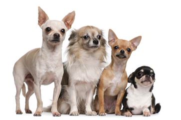 Munchkinland Chihuahuas - Dog Breeders