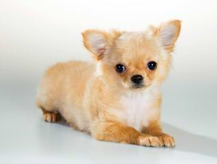 Adult Male Chi Wanted - Dog Breeders