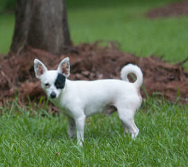 Chihuahua Pups - Dog Breeders