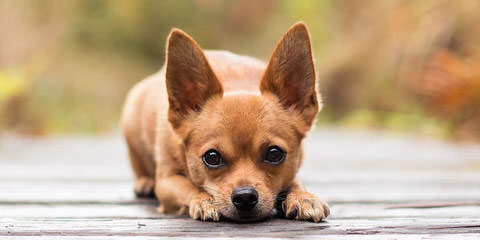 Carstens Chihuahua - Dog and Puppy Pictures